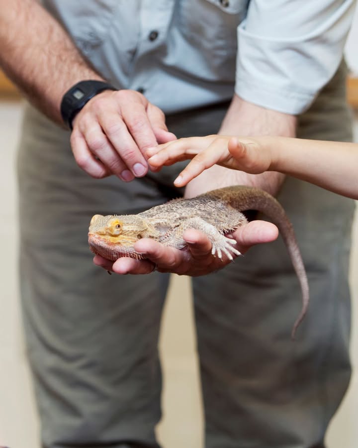 Featured image for “Free Reptile Show: Up-Close Experience for Kids at Gymea Bowls”
